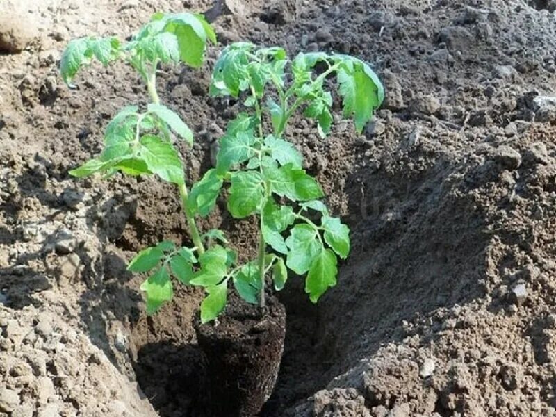 Можно сажать перец по два в лунку. Высаживание рассады помидор. Высадка рассады в открытый грунт. Грунт для высадки рассады. Посадка помидор в грунт.