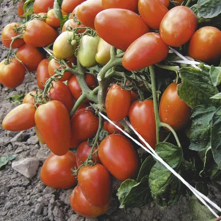 Сорт помидор столыпин. Семена томата Диаболик f1. Томат Диаболик f1 8 шт. Томат Пандорино f1. Томат Семеновна.