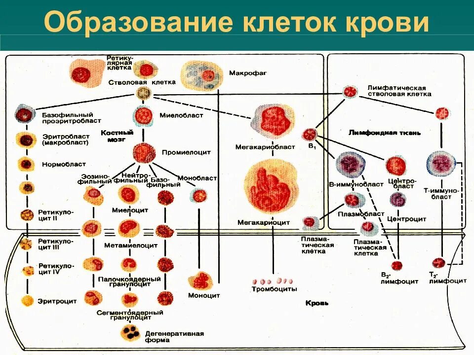 Сколько клеток крови. Схема кроветворения кровь костный мозг. Схема кроветворения в Красном костном мозге. Схема создания клеток крови. Схема образования клеток крови в Красном костном мозге.