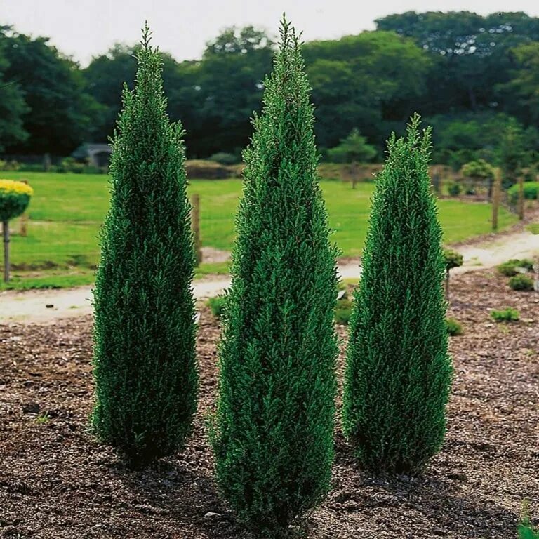Juniperus squamata 'hunnetorp'. можжевельник коммунис грин карпет. можжевельник казацкий горизонтальный с розами. можжевельник грин карпет. пихта туя можжевельник.