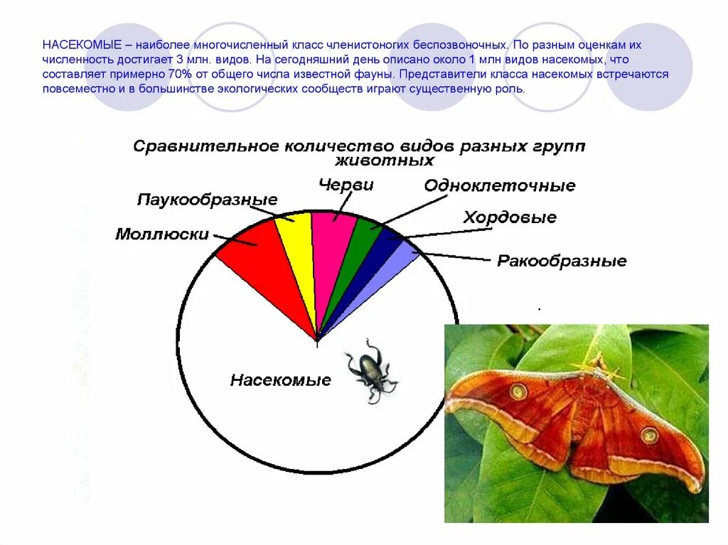 Самый многочисленный класс насекомых. Самый многочисленный класс членистоногих. Численность насекомых. Многочисленный класс чл.