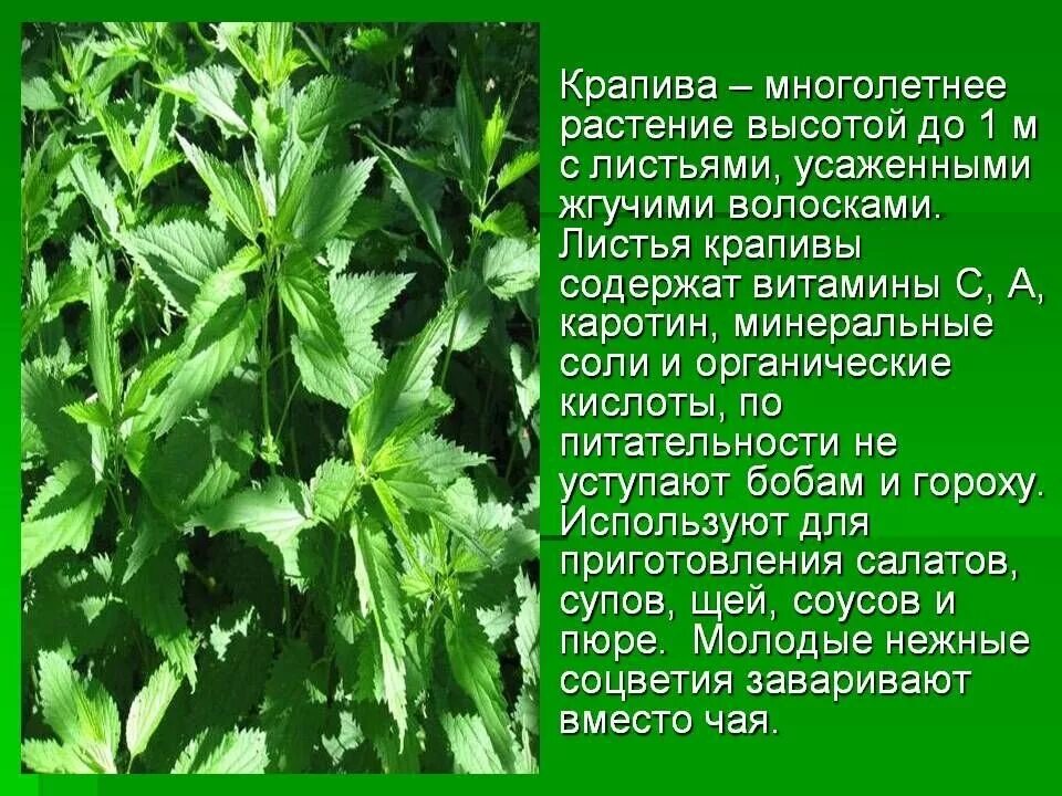 Крапива лечебное растение. Доклад про крапиву. Крапива описание. Крапива описание растения. Крапива целебные