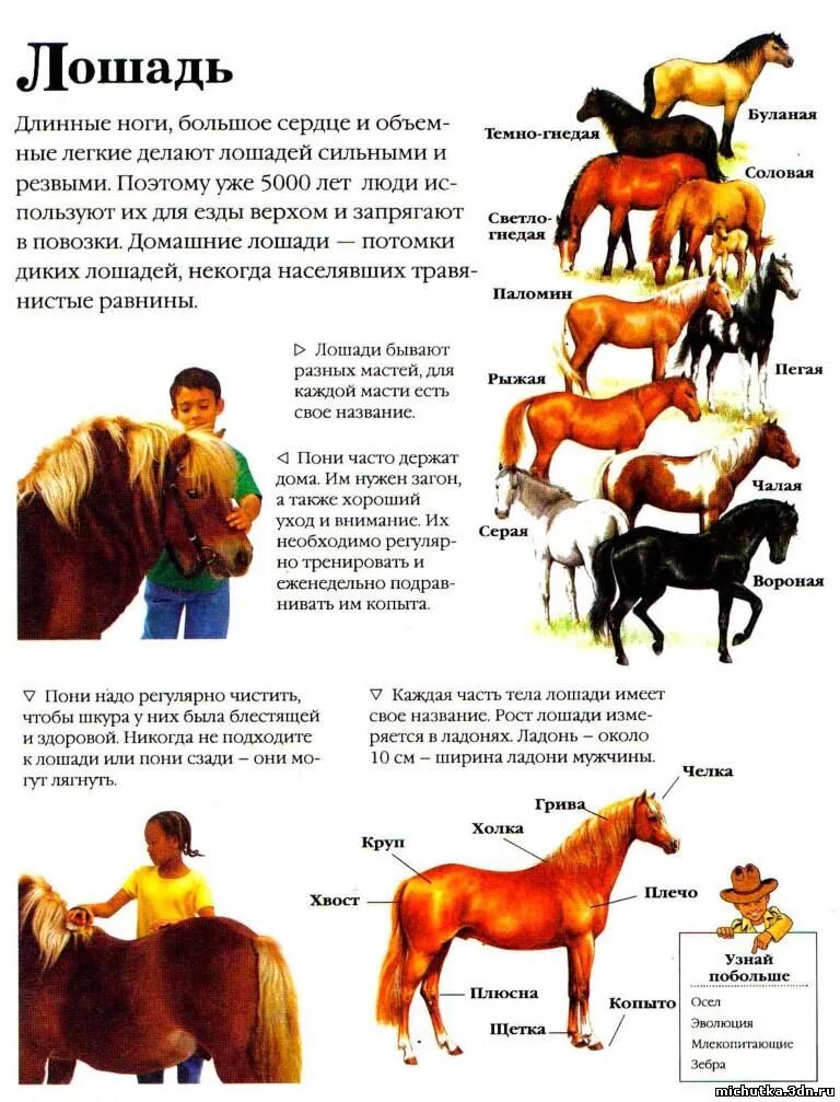 Лошади сообщение 3 класс окружающий. Рассказ о лошади. Рассказ про лошадь для детей. Рассказ про лошадь для детей дошкольников. Домашнее дивотнын описание.