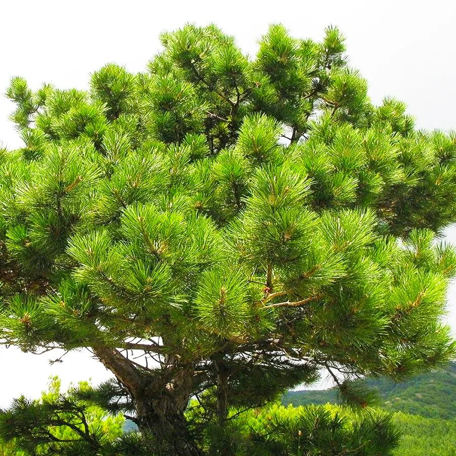 Хвойный 7 букв. Сосна Палласа Pinus pallasiana. Сосна Крымская (Палласа) Pinus pallasiana. Сосна Крымская Фиолент. Крупномеры сосна Крымская.