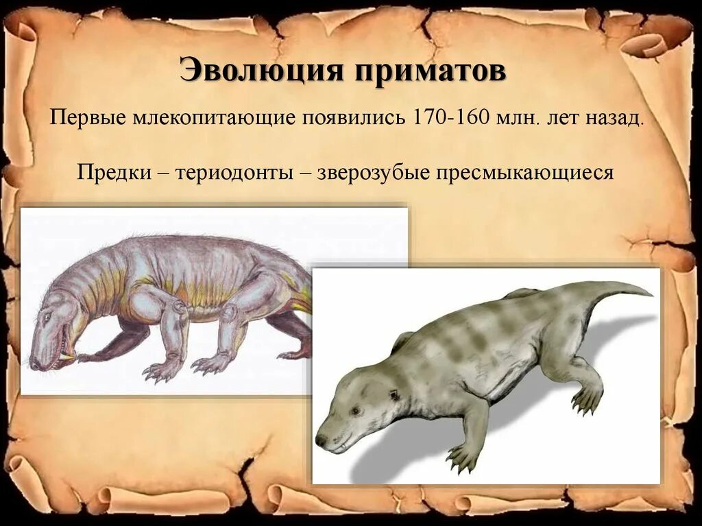 Почему зверозубые получили такое название