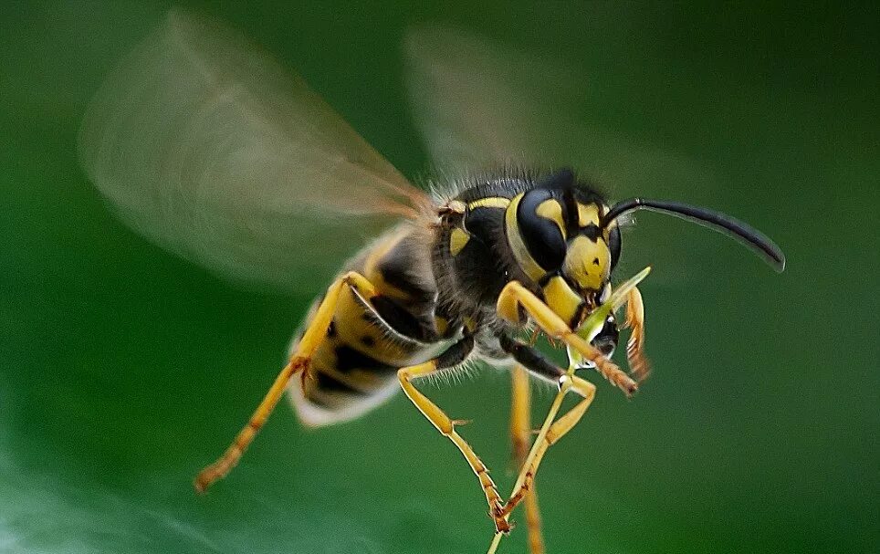 Полет осы расстояние. Wasp Оса. Насекомые пчела. Пчелы общественные насекомые. Оса в полете.