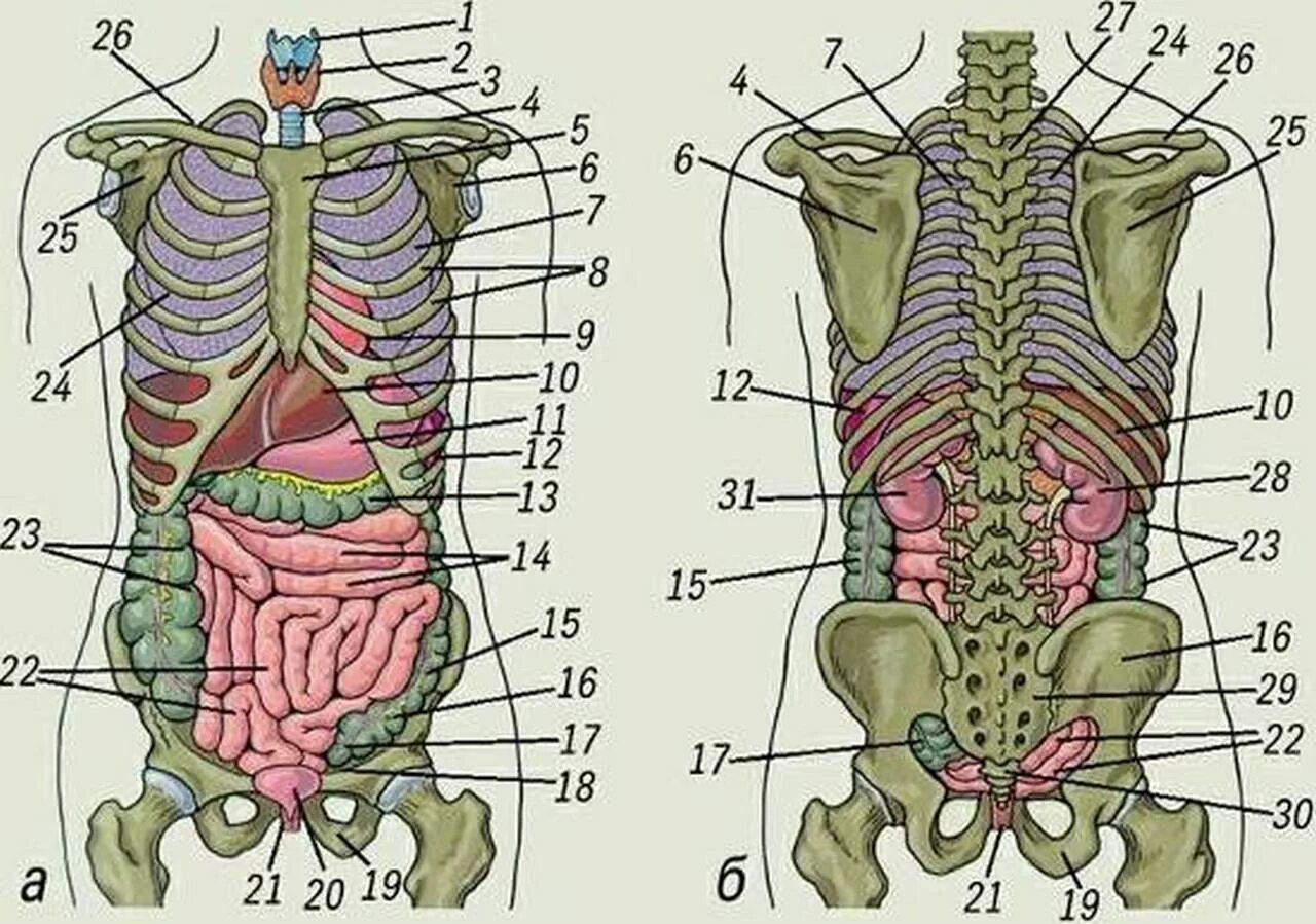 Какие органы у человека с левой. Органы человека расположение вид спереди. Строение человека внутренние органы вид сзади. Расположение внутренних органов вид сзади. Анатомия человека спереди внутренние органы.