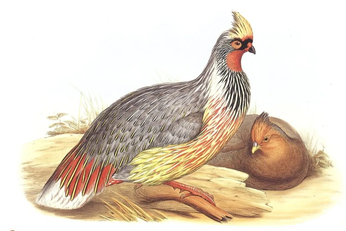 Курообразные отряды птиц. Отряд курообразные (galliformes). фазан итагин. джон гульд фазаны. курообразные птицы азии.