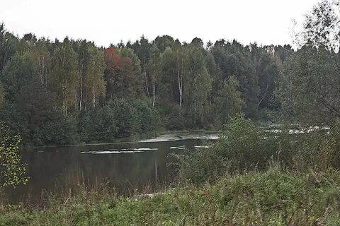 Лесное мордовия