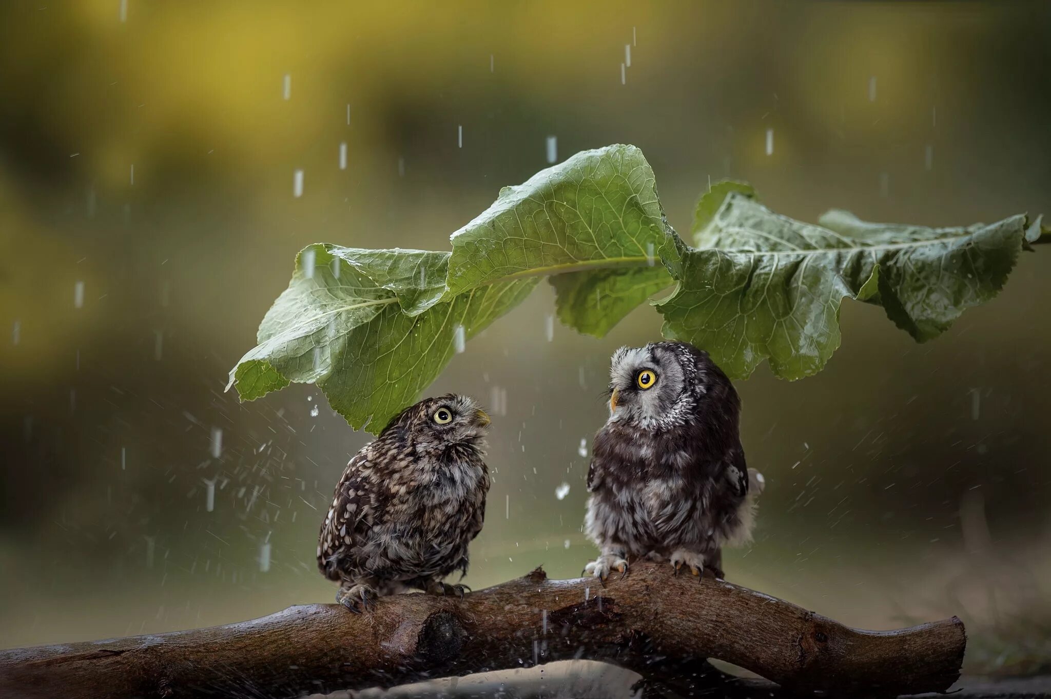 Rain animals. Домовый Сыч птенец. Сова под дождем. Птица под дождем. Сова в природе.