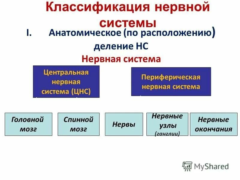 Значение классификация нервной системы. Значение классификация нервной системы. Значение классификация нервной системы. Нервная система классификация презентация. Классификация нервной системы.