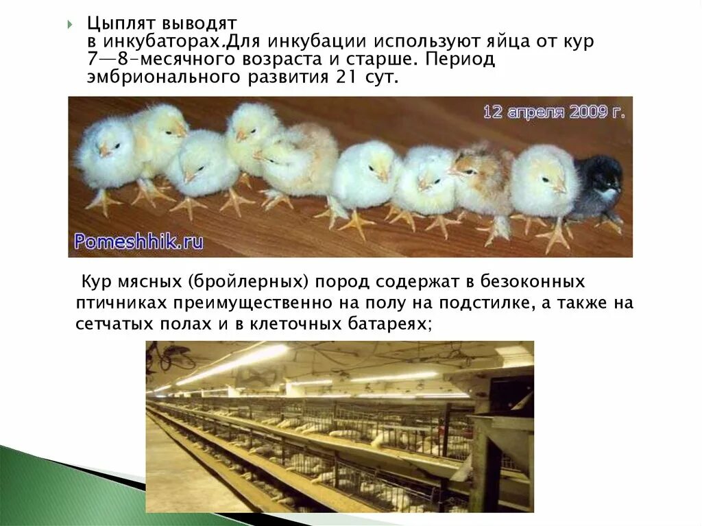 Презентация инкубатор для цыплят. Инкубатор для яиц выведение цыплят. Вывод цыплят. Выведение цыплят в инкубаторе.