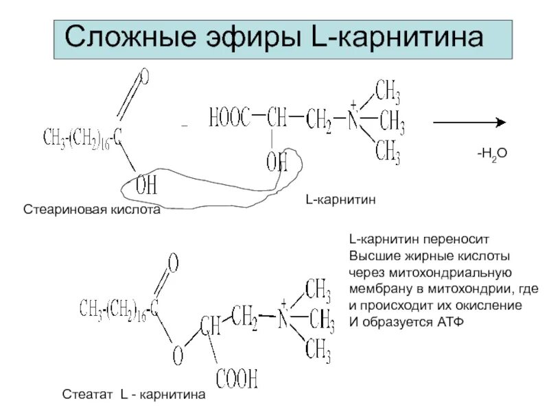 Карнитин функции. Карнитин биохимия синтез. л карнитин транспорт жирных кислот. схема синтеза карнитина. л карнитин синтез.