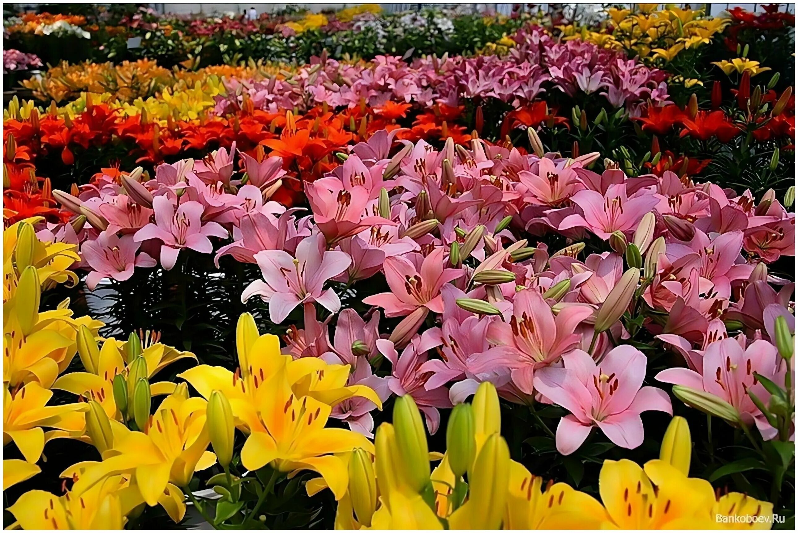 лилия время цветения