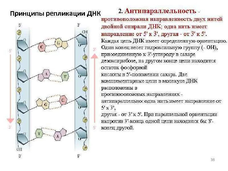 Антипараллельность нуклеиновых кислот. Антипараллельность полинуклеотидных цепей. Строение ДНК антипараллельность. Антипараллельность нуклеотидов.