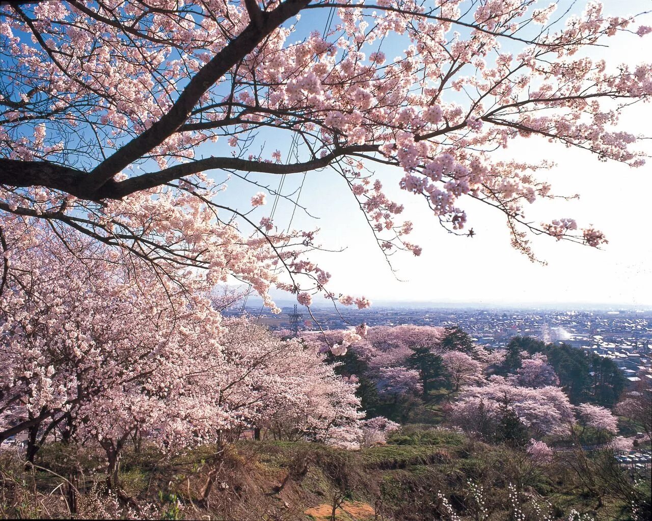 Ёсино Сакура. Гора Есино Япония. Праздник цветения Сакуры в Японии. Eboshiyama Park Cherry Blossoms. Sakura blossom