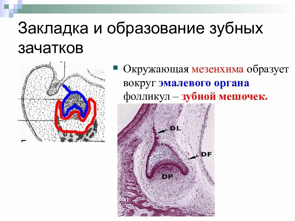 Зачаток молочного зуба гистология. Формирование зачатка зуба. Стадия развития зуба мешочек. Образование зачатков зубов. Развитие зубов у человека