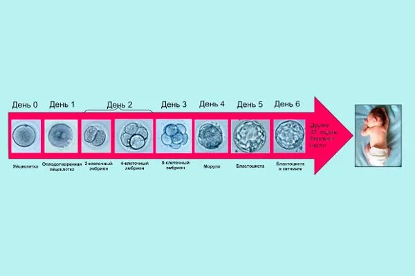 Через сколько плод после. Развитие 2 эмбрионов по дням. Как выглядит эмбрион на 5 день после зачатия. Развития эмбриона по дням после зачатия. Этапы развития эмбриона по дням.