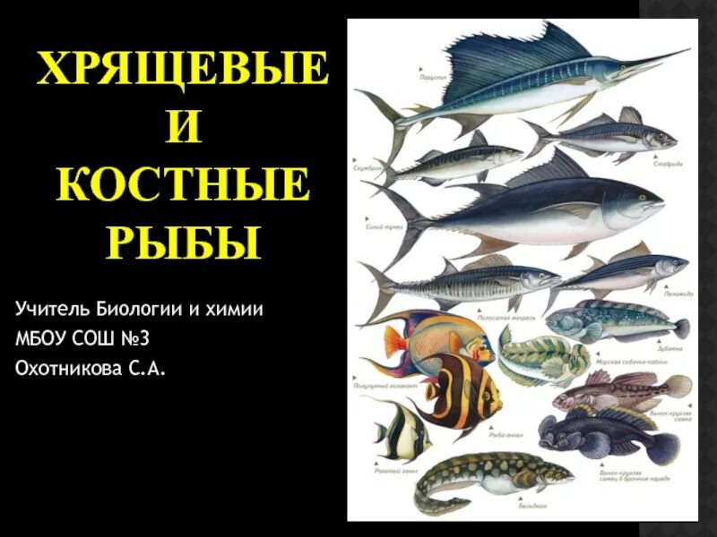 Многообразие рыб 7 класс. Хрещевве и кос Нуе Робы. Хрящевые и костные рыбы. Класс хрящевые и костные рыбы. Костные рыбы и хрящевые рыбы.