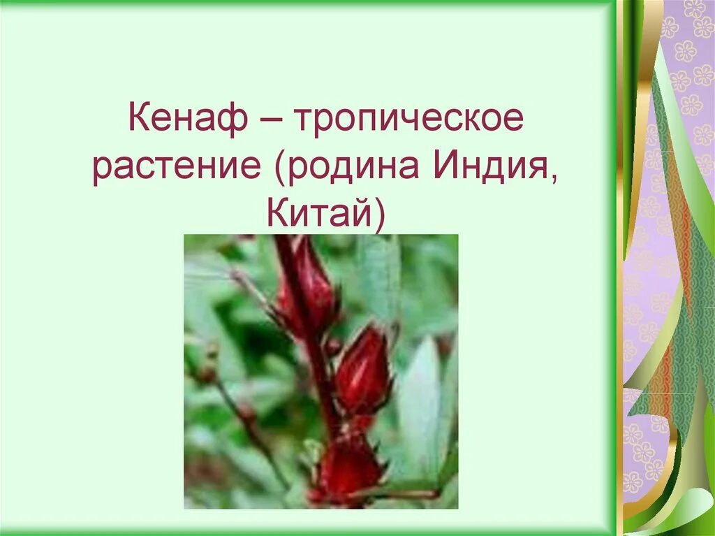 Родиной какого растения является китай. Плод кенафа. кенаф волокнистые растения. кенаф цветок. сообщение о растение кенаф.