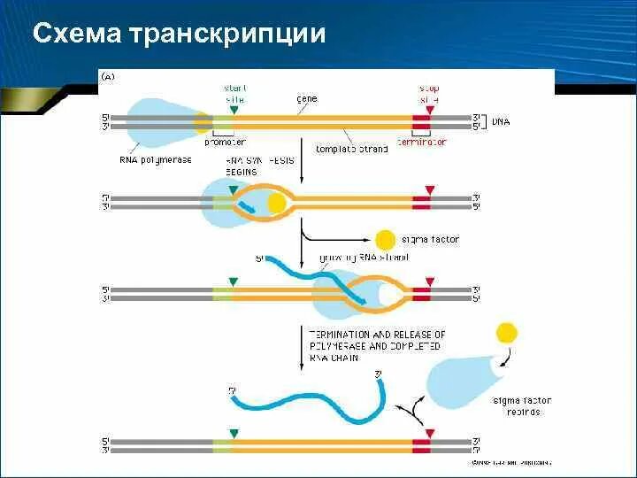 Описание процесса транскрипции. Транскрипция РНК схема. Схема процесса транскрипции. Схема транскрипции ДНК биохимия. Транскрипция ДНК схема процесса.