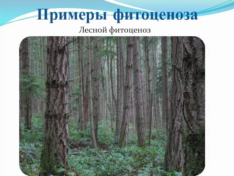 Лесное растительное сообщество. Лесной фитоценоз. Растительность фитоценоза. Растения лесного фитоценоза. Геоботаника (фитоценология).