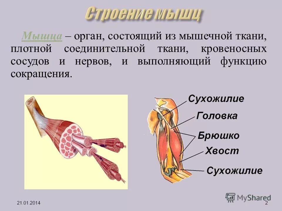 Какие функции выполняет соединительная ткань двигательную