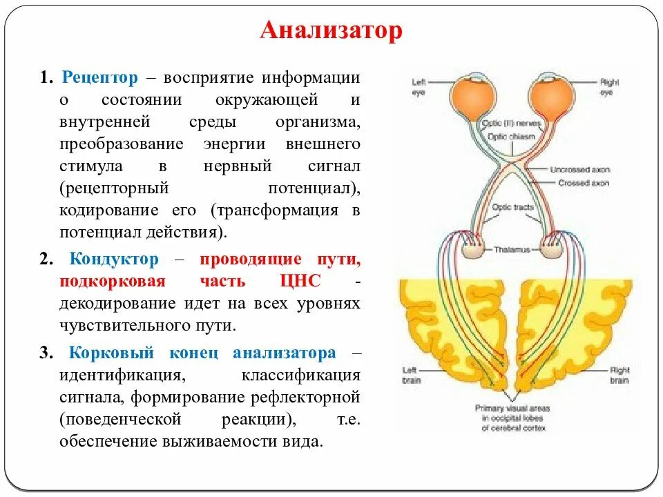 Данных рецепторов. Рецепторы анализаторов. анализаторные системы. тип рецепторов. рецептор специальных анализаторов:. отличие анализатора от рецептора.