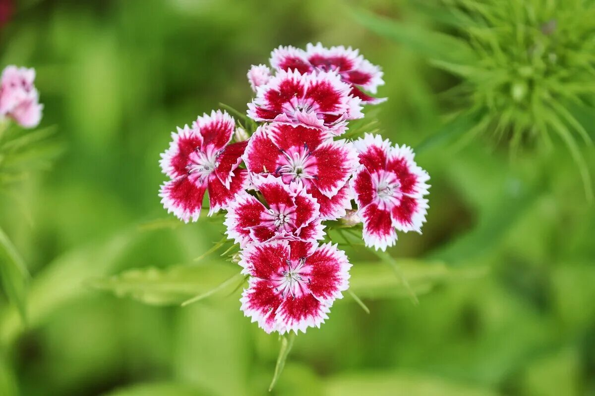 Dianthus barbatus. Гвоздика Барбатус. Гвоздика турецкая Диантус Барбатус. Гвоздика турецкая клумбовые растения. Уход за гвоздикой