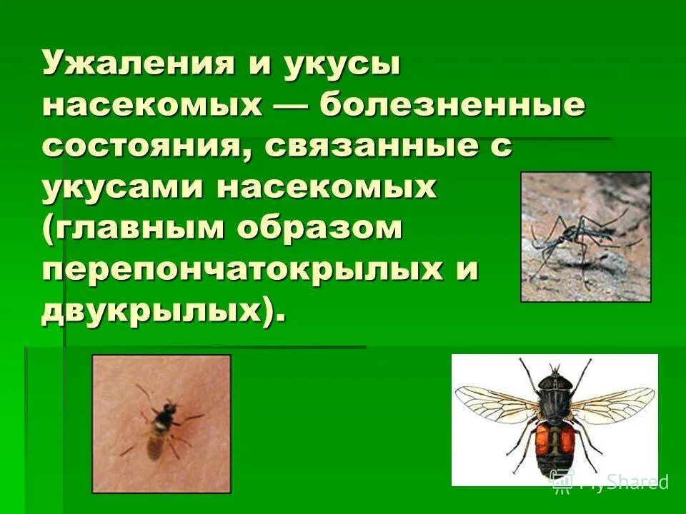 Тема укусы насекомых. Укусы перепончатокрылых насекомых. Защита от жалящих и кровососущих насекомых. Классификация укусов насекомых.