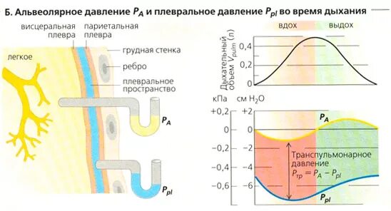 Понижение давления в плевральной полости. Альвеолярное давление. Альвеолярное и плевральное давление. Изменение альвеолярного и внутриплеврального давления. Изменение давления при дыхании.