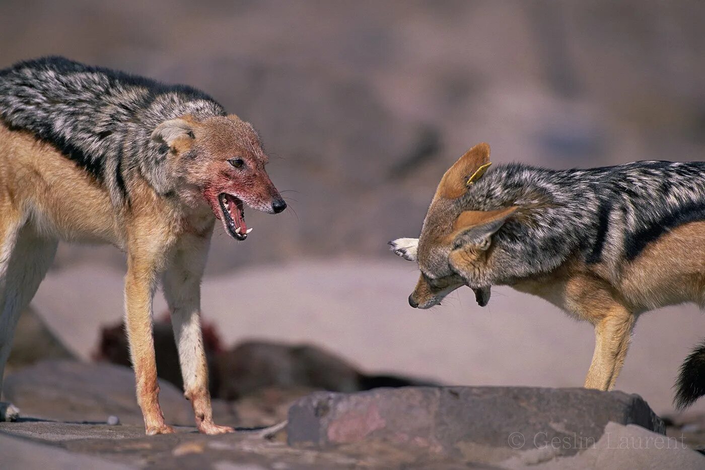 Барсук медоед против льва. Нападет ли шакал на человека. Национальный парк чобе гиены. Шакалы в абхазии. Нападет ли шакал на человека.