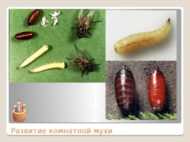 Личинки комнатной мухи. Цикл развития мухи. цикл развития комнатной мухи. стадии развития мухи. размножение комнатной мухи.