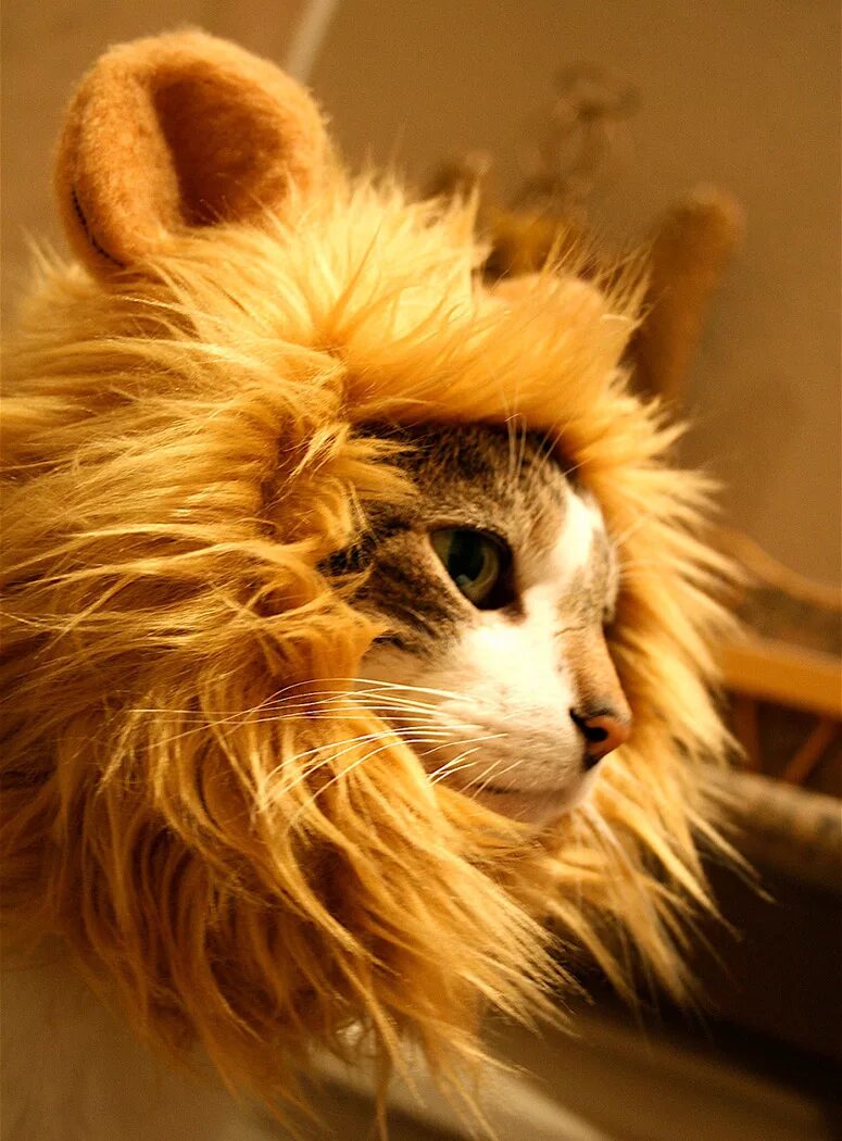 Кот лев. Котенок с гривой Льва. Грива Льва для кошек. Кошка в костюме Льва.