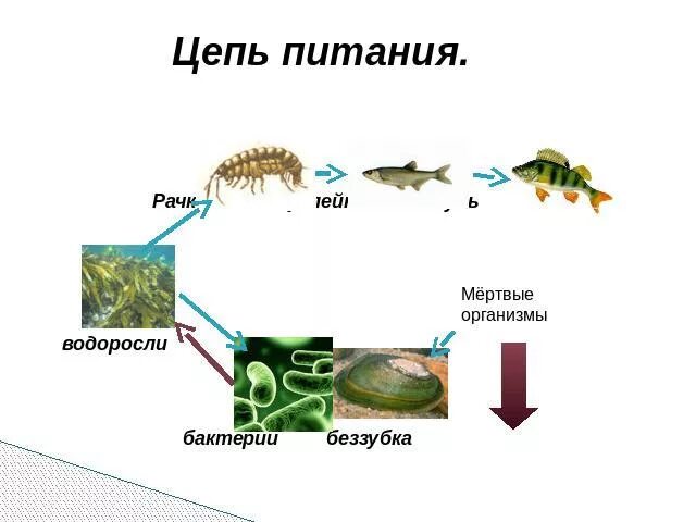 Схема цепи питания для зоны субтропиков Цепи питания черноморского побережья кавказа
