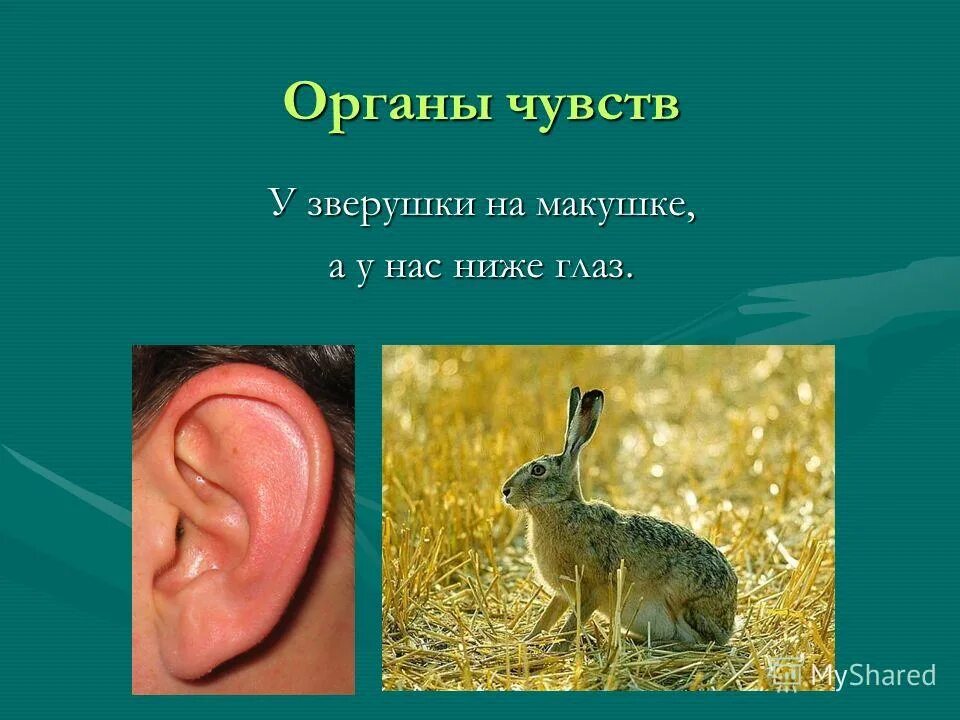 внешнеестраение млекопитающих. органы чувств у зайца. какие органы развиты у зайца. какая голова у зайца. внешнее строение мелкопитаю.