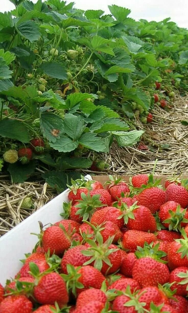 Ремонтантная клубника грядки. Земляника садовая куст. Грядки для клубники. Земляника садовая кустик. Урожай клубники.