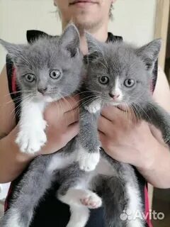 Авито брянск котята в добрые руки