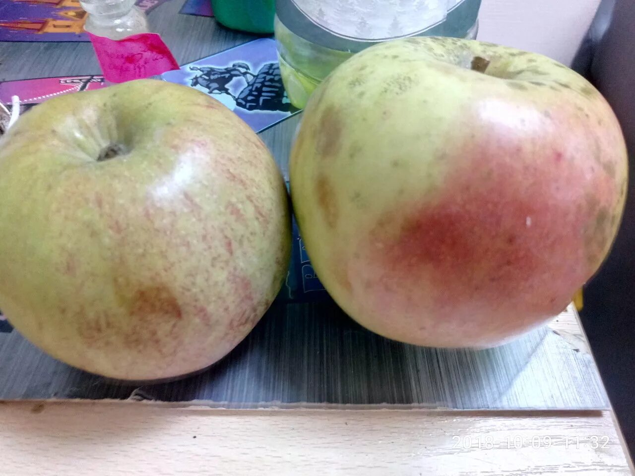 Как отличить сорта. Яблоня Коробовка. Сорт яблок Коробовка. Сорт яблок Коробовка фото. Различить сорт яблока.