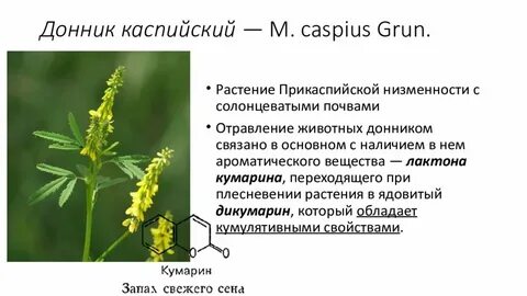 Полынь донник