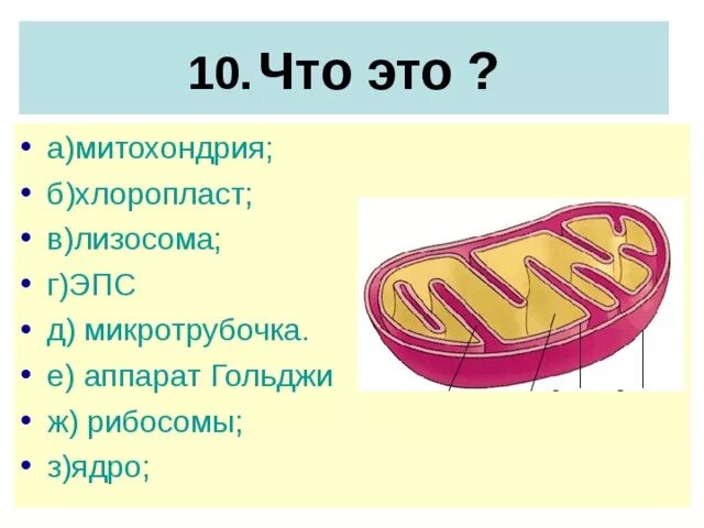 Хлоропласт и эндоплазматическая сеть. Митохондрии ЭПС функции и строения. Митохондрии и хлоропласты. Рибосомы лизосомы митохондрии. Рибосомы в митохондриях.