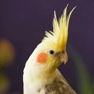 Включи кореллу