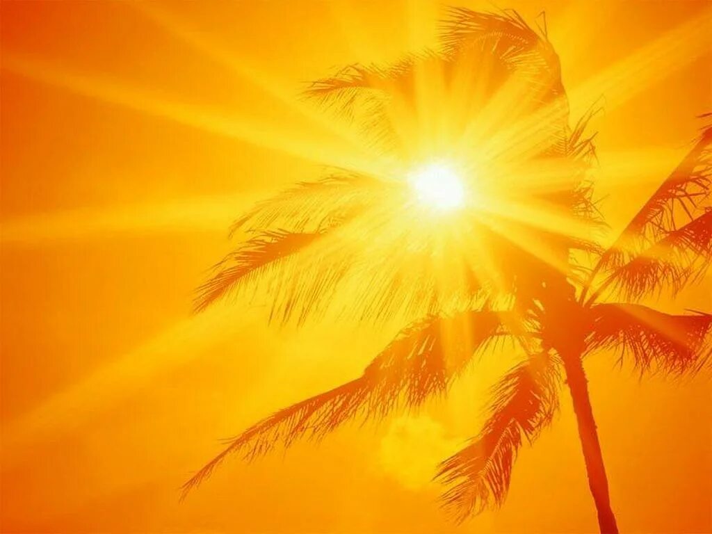 Солнце сильно палит. Пальмы солнце. Жаркое солнце. Яркое солнце. Солнце картинка.