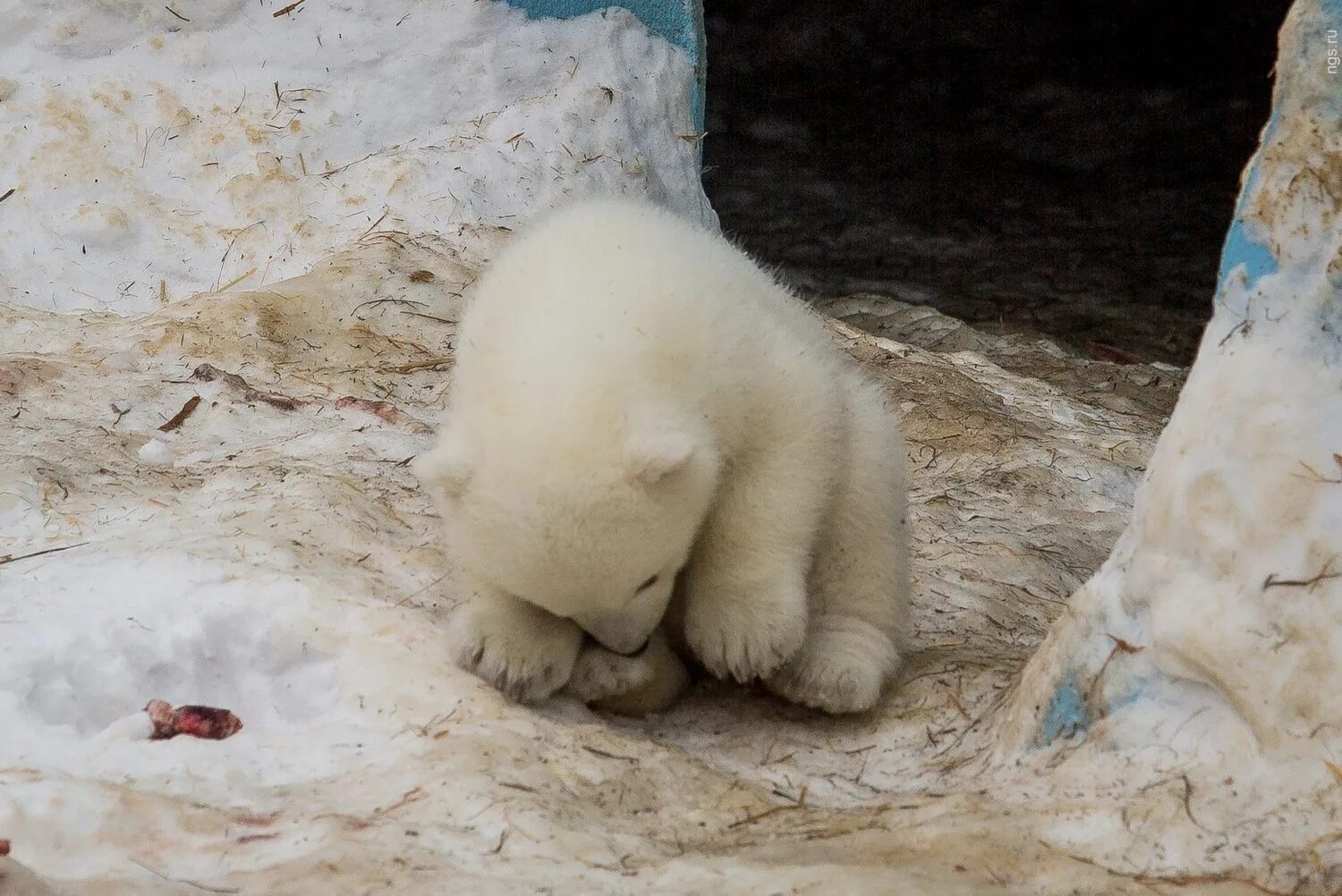 Камера зоопарка новосибирска. Новосибирский зоопарк имени р. Камера зоопарка новосибирска. Новосибирский зоопарк саша лошадь. Камера зоопарка новосибирска.