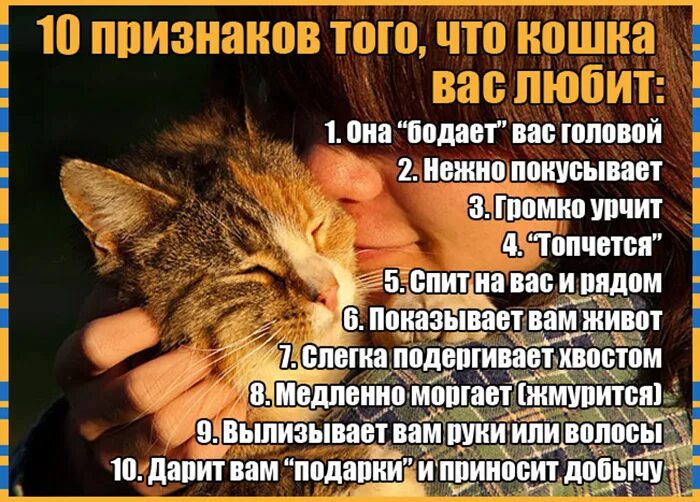 Как понять кошечку