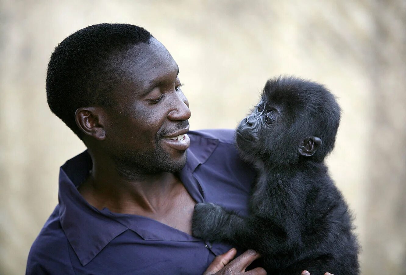 Покажи человека обезьяну. Горилла в Конго Брент Стиртон 2007. "Горилла в Конго", Брент Стиртон,. Ндакаси горилла. Негр обезьяна.