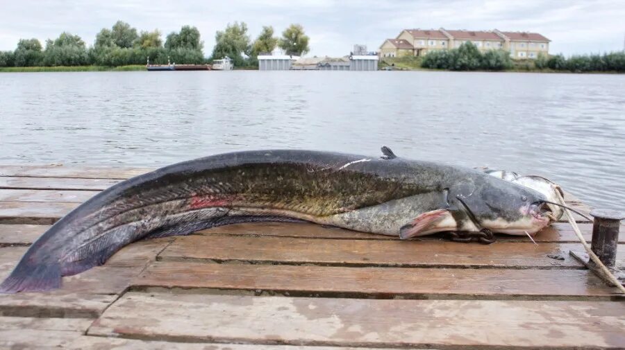 Рыба 5 метров. Сомы в Астраханской области. Сом 8 метров Астрахань.