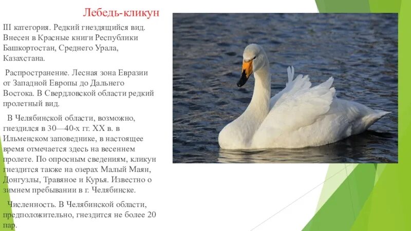 Какой лебедь в красной книге россии фото Презентація-вікторина "У світі тварин7"