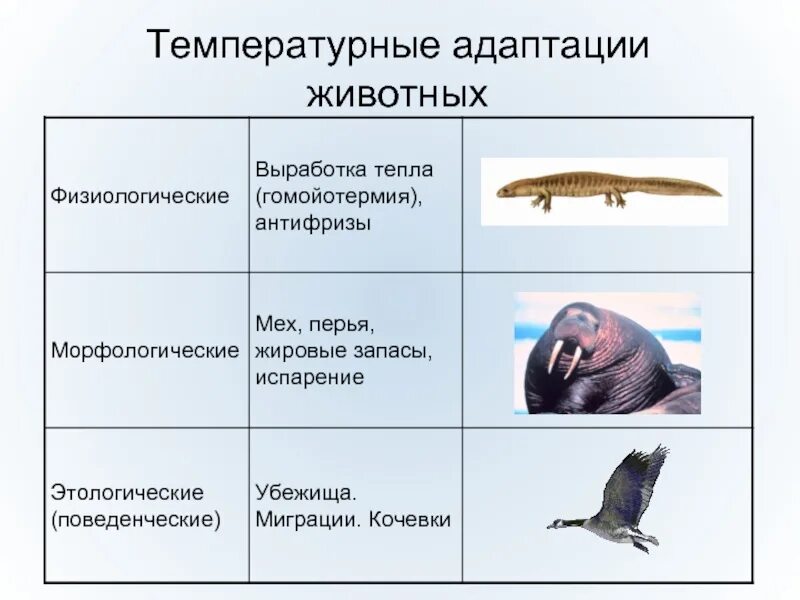 Разделение адаптации. Температурные адаптации животных. Физиологические адаптации организмов. Морфологические адаптации организмов. Адаптация животных и растений к окружающей среде.