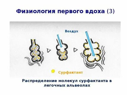 Первый вдох ребенка